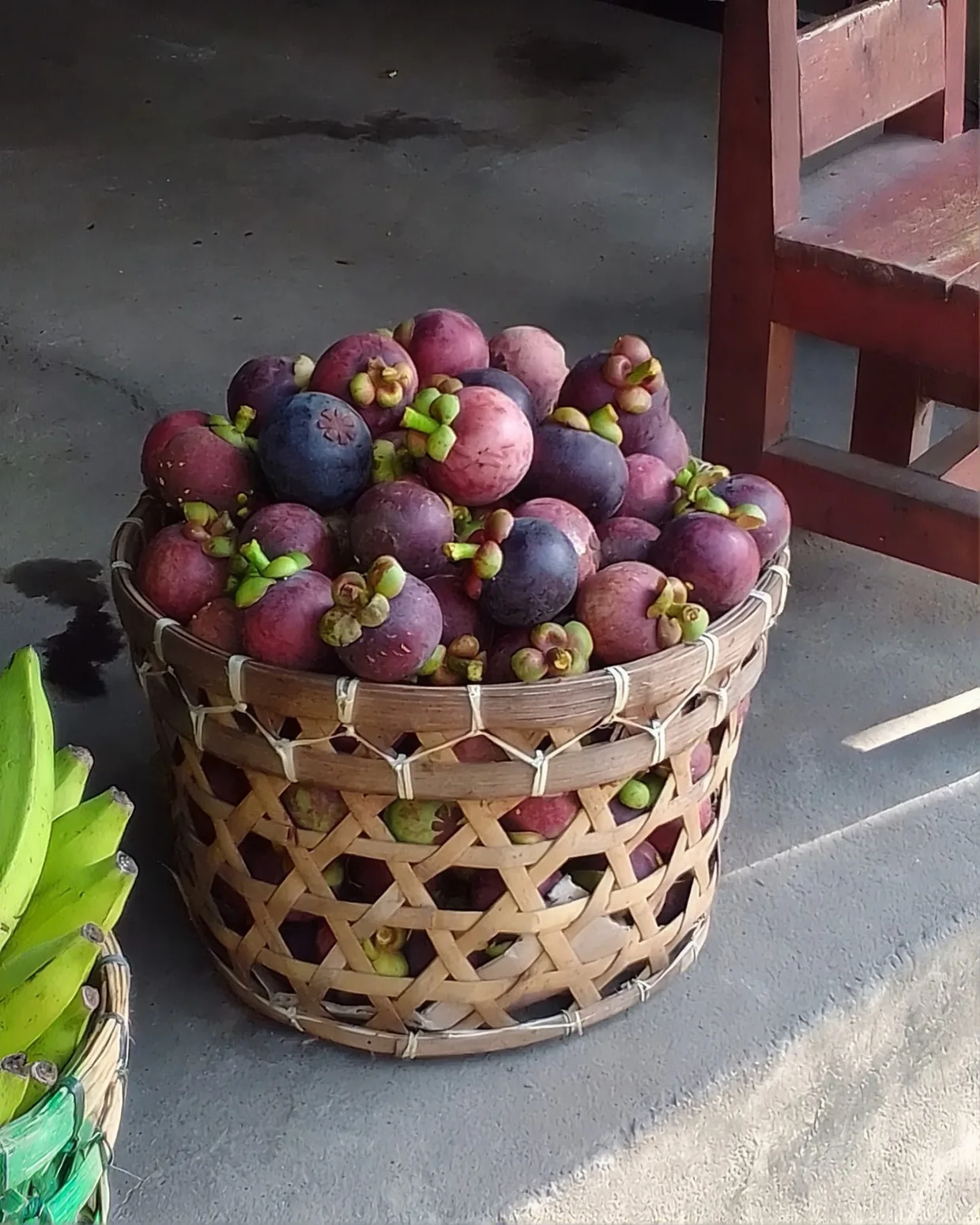 Basket of freshly harvested mangosteens